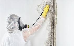 Mold Removal for HVAC Installations in Wauna, WA